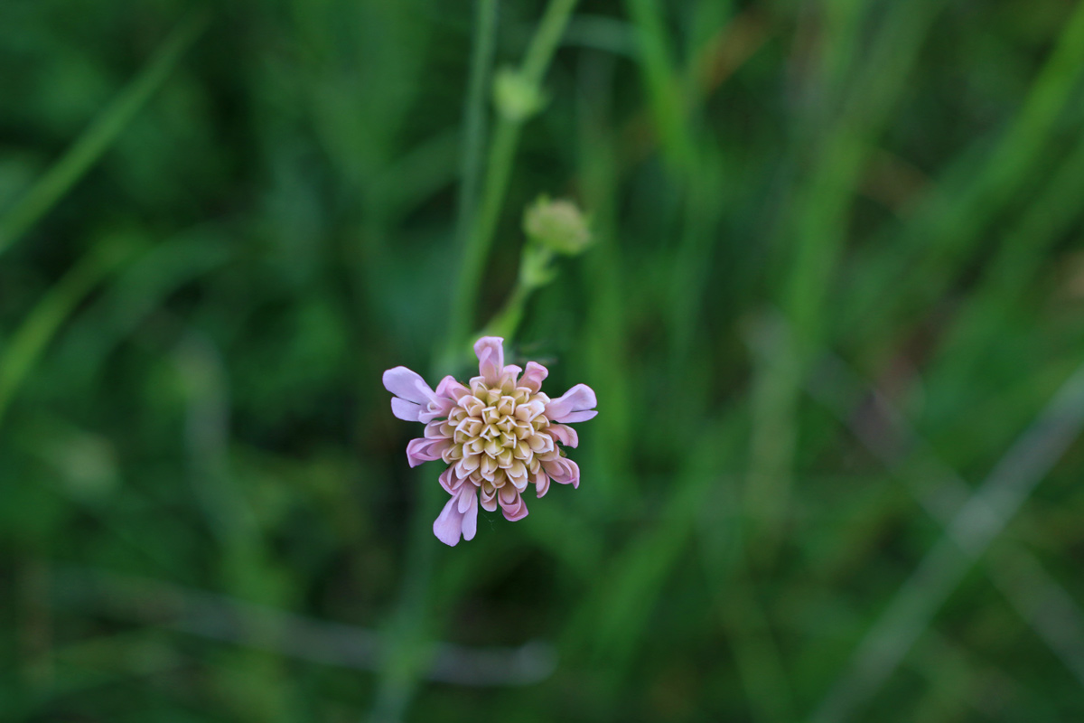 Scabiosa atropurpurea