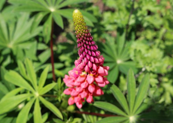 Lupinus polyphyllus