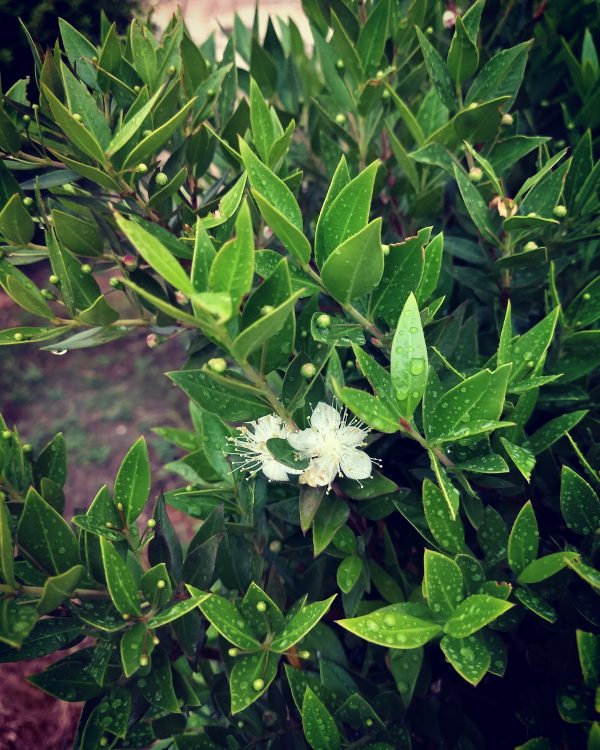 Myrtus communis L.